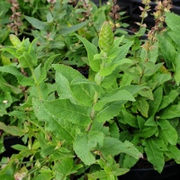 Salvia nemorosa 'Ostfriesland'
